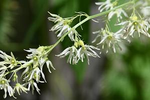 2025-08300237 Broad Meadow Brook, MA